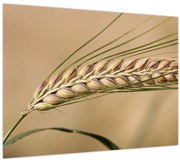 Obraz - Pšenica (70x50 cm)