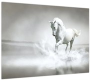 Obraz - Biely kôň (70x50 cm)