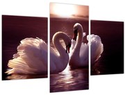 Obraz - Labute na jazere (90x60 cm)