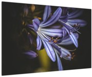 Obraz - Lila (90x60 cm)