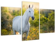 Obraz bieleho koňa na lúke (90x60 cm)