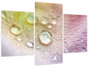 Obraz - Kvapôčky (90x60 cm)