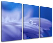 Obraz na stenu KVETY | rôzne rozmery