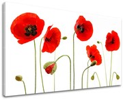 Obraz na stenu KVETY MAKY | rôzne rozmery