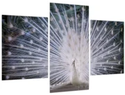 Obraz - Biely páv (90x60 cm)