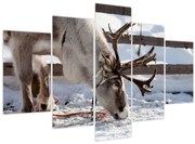 Obraz - Sob (150x105 cm)