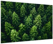 Obraz - Les (90x60 cm)