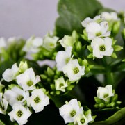 Kalanchoe Grandiva biele