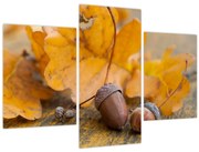 Obraz - Jesenné žalude (90x60 cm)