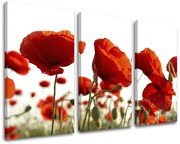 Obraz na stenu KVETY | rôzne rozmery