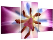 Obraz - Kvet tulipánu v detailu (90x60 cm)