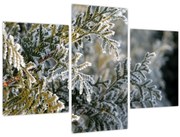 Obraz - Detail vetvy (90x60 cm)