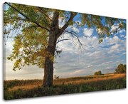 Obraz na stenu STROMY | rôzne rozmery