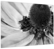 Obraz - Kvetina v čiernobielej (70x50 cm)