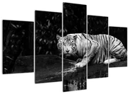 Obraz - Tiger albín, čiernobiely (150x105 cm)