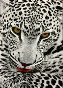 Koberec KOLIBRI 11122/190