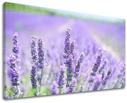 Obraz na stenu KVETY | rôzne rozmery