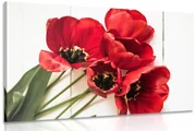 Obraz rozkvitnuté červené tulipány