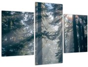 Obraz stromov s presvitajúcim slnkom (90x60 cm)