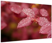 Obraz - Makro snímka lístka (90x60 cm)