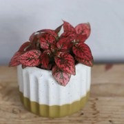 Hypoestes phyllostachya červený baby