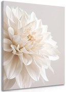 Obraz biele okvetné lístky