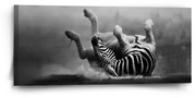 Sablio Obraz Váľajúca sa zebra - 110x50 cm