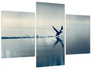 Obraz - Potáplica (90x60 cm)