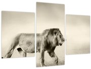 Obraz - Hladný lev (90x60 cm)