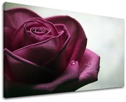 Obraz na stenu KVETY RUŽE | rôzne rozmery