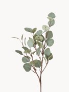 Dekoratívna vetva Eukalyptus