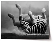 Sablio Plagát Váľajúca sa zebra - 60x40 cm
