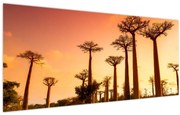 Obraz - Západ slnka v uličke Baobab (120x50 cm)