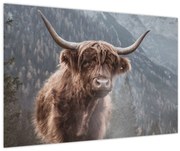 Obraz - Highlander krava (90x60 cm)
