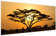 Obraz - Africká savana (120x50 cm)