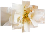 Obraz - Kvet (150x105 cm)