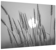 Obraz - Lúka pri západe slnka (70x50 cm)