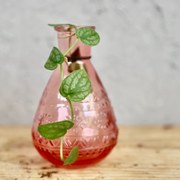 Monstera Dubia odrezok