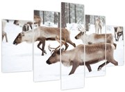 Obraz - Soby (150x105 cm)