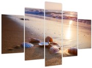 Obraz - Mušle (150x105 cm)