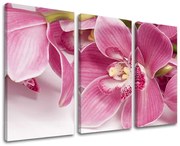 Obraz na stenu KVETY | rôzne rozmery