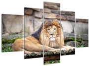 Obraz leva (150x105 cm)