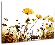 Obraz na stenu KVETY | rôzne rozmery