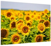 Obraz - Slnečnica (70x50 cm)