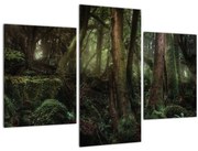 Obraz - Tajomný les (90x60 cm)