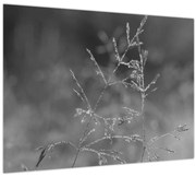 Obraz - Vidiecka lúka (70x50 cm)