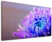 Obraz na stenu KVETY | rôzne rozmery