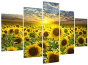 Obraz - Slnečnica pri západe slnka (150x105 cm)