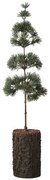 Ib Laursen Umelý stromček Cedar Tree 60 cm