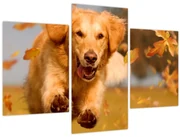 Obraz - Zlatý retriever (90x60 cm)